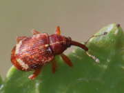 Thumbnail 377946 A