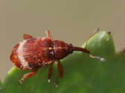 Thumbnail 377946 B