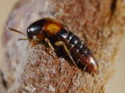 Thumbnail 377949 B