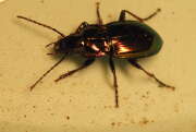 Thumbnail 377966 A