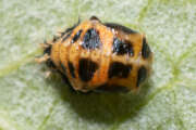 Thumbnail 377984 B