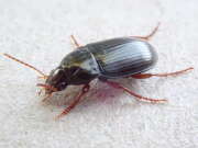 Thumbnail 377992 B