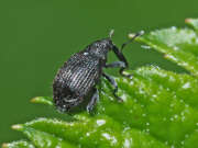 Thumbnail 378015 A