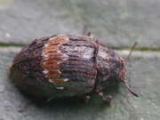 Thumbnail 378052 B