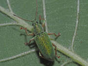 Thumbnail 378069 B