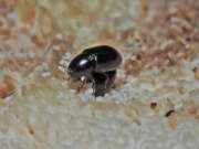 Thumbnail 378145 A