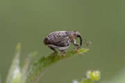 Thumbnail 378171 A