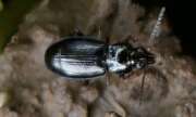 Thumbnail 378174 A