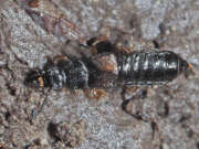 Thumbnail 378187 B