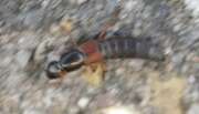 Thumbnail 378249 B