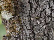 Thumbnail 378301 B