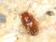 Thumbnail 378313 A
