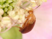 Thumbnail 378314 C