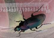 Thumbnail 378316 C