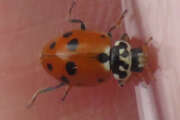 Thumbnail 378324 A