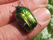 Thumbnail 378339 A