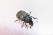 Thumbnail 378401 A