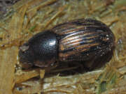 Thumbnail 378404 A