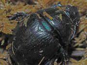 Thumbnail 378406 A