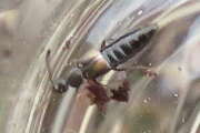 Thumbnail 378438 A