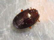Thumbnail 378457 B