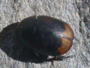 Thumbnail 378476 B