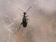 Thumbnail 378504 B