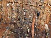 Thumbnail 378511 B