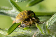 Thumbnail 378531 B