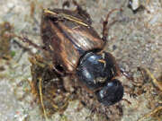 Thumbnail 378635 B
