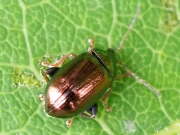 Thumbnail 378681 A
