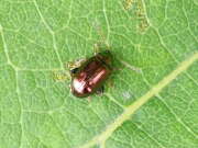 Thumbnail 378681 B