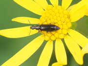 Thumbnail 378701 B