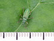Thumbnail 378703 A