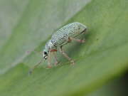 Thumbnail 378703 B