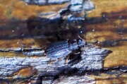Thumbnail 378724 C