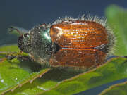 Thumbnail 378745 A