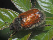 Thumbnail 378745 B