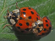 Thumbnail 378747 B
