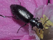 Thumbnail 378811 B