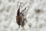 Thumbnail 378879 B