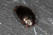 Thumbnail 378891 A