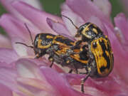 Thumbnail 378906 B