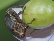 Thumbnail 378909 B