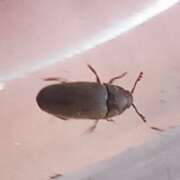 Thumbnail 378913 B
