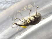 Thumbnail 378925 B