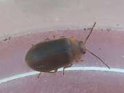 Thumbnail 378932 B