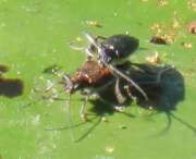 Thumbnail 378934 B