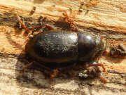 Thumbnail 378954 A