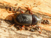 Thumbnail 378954 B
